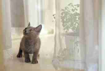 How to disaccustom a kitten to climb curtains
