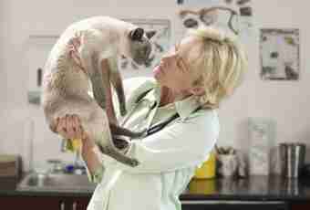 When to do to a cat sterilization