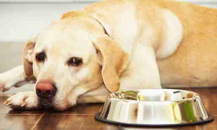 How to improve appetite of a dog
