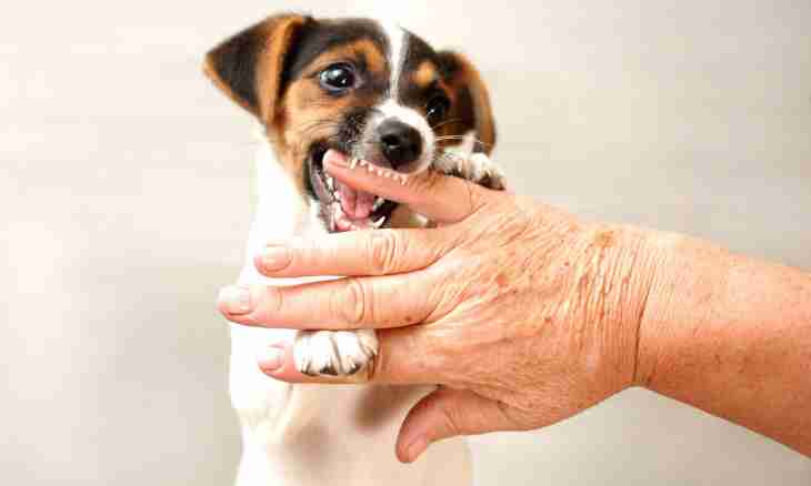 How to disaccustom a dog to bite hands