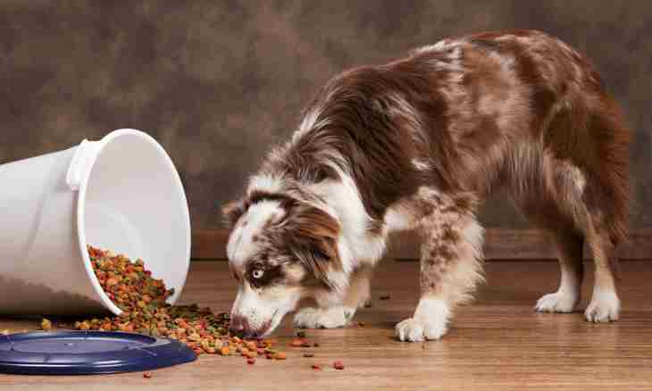 What to do if the puppy does not want to eat