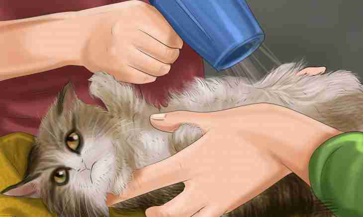 How to tonsure a cat