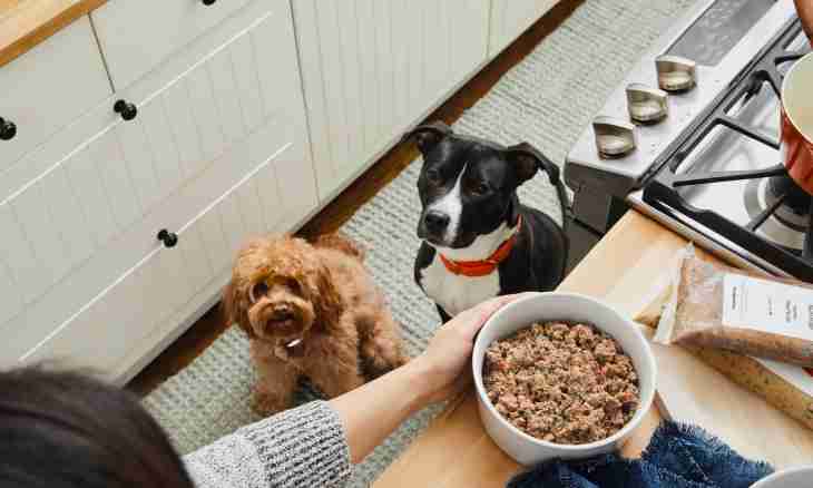 How to choose a dry feed for a dog
