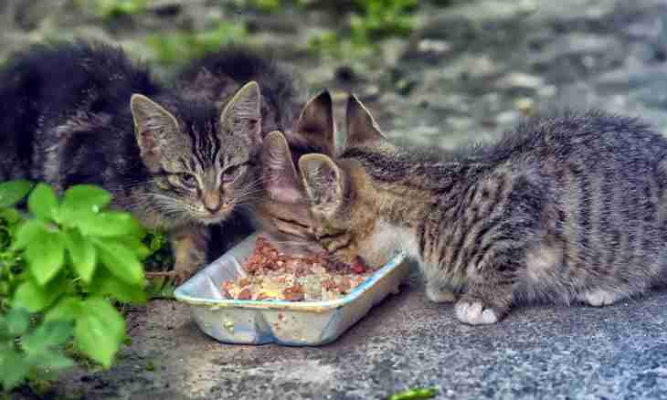 What to begin a feeding up of kittens with
