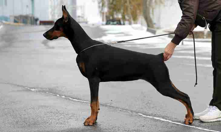 How to bring up a Dobermann terrier
