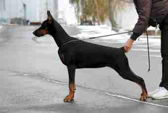 How to bring up a Dobermann terrier