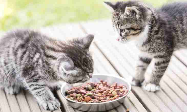 How many times a day to feed a cat: city and rural
