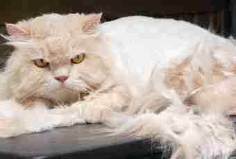 How to cut a fluffy cat?