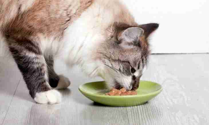 How to feed old cats