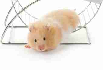 How to accustom a hamster to a wheel