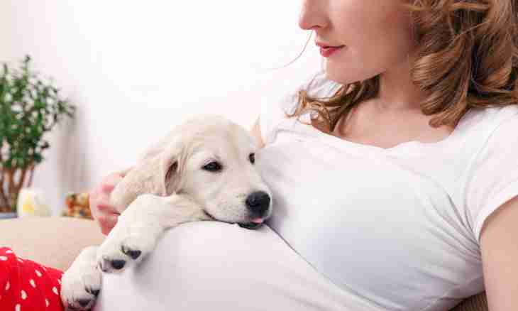 False pregnancy at dogs