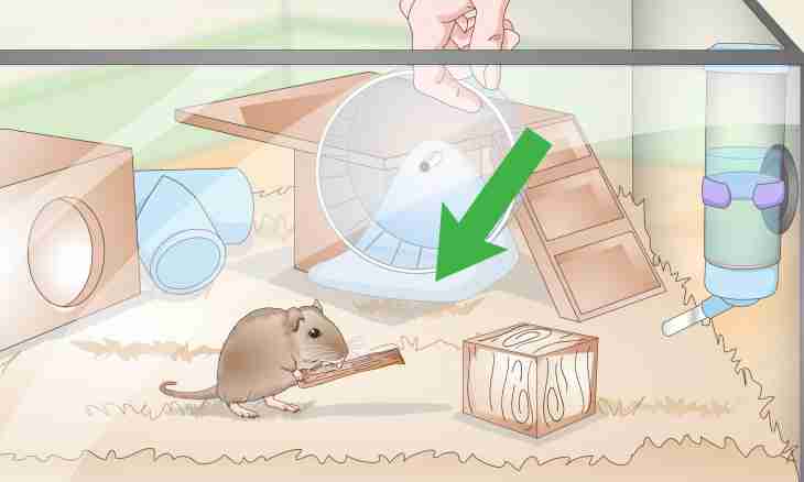 How to teach a hamster to do tricks