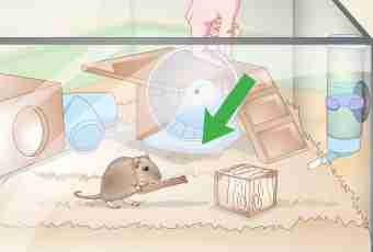 How to teach a hamster to do tricks
