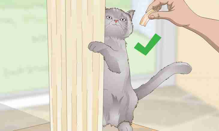 How to protect furniture from claws of a cat