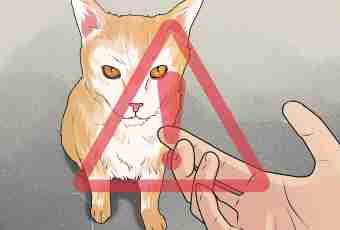 How to disaccustom a cat to scratch wall-paper