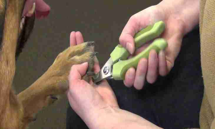 How to cut to a dog claws
