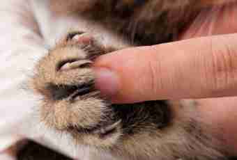 How to cut claws at a cat