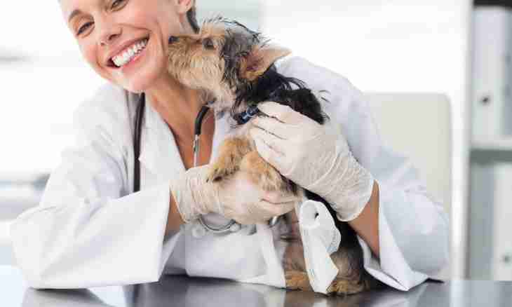 Castration of a cat: what the loving owner needs to know