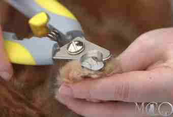 How to cut claws to a guinea pig