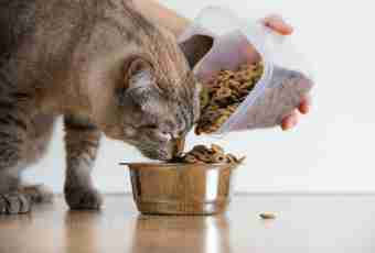 How to accustom a cat to food