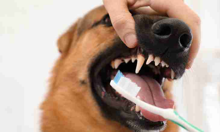 How to avoid tooth diseases at dogs
