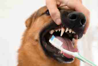 How to avoid tooth diseases at dogs