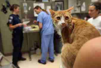 What negative consequences of castration of a cat can be