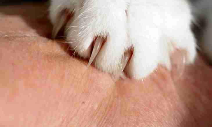 How to cut to a cat claws