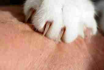 How to cut to a cat claws