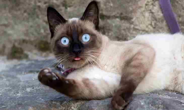 How to learn what term of pregnancy at a Siamese cat