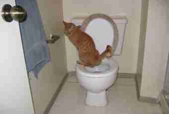 How to teach a kitten to go to a toilet bowl