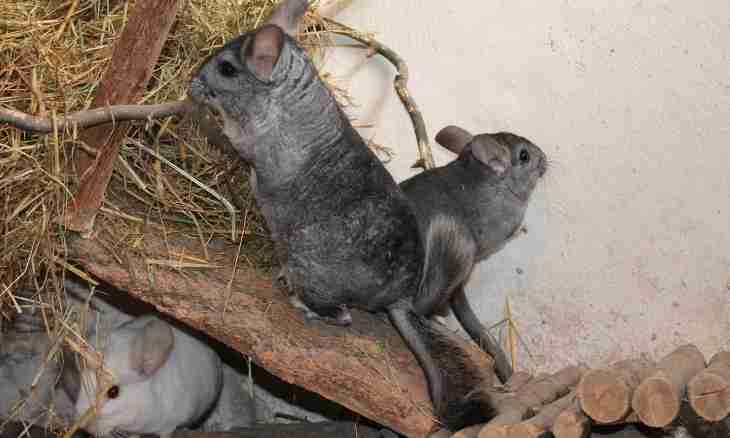 What is necessary for keeping of a chinchilla