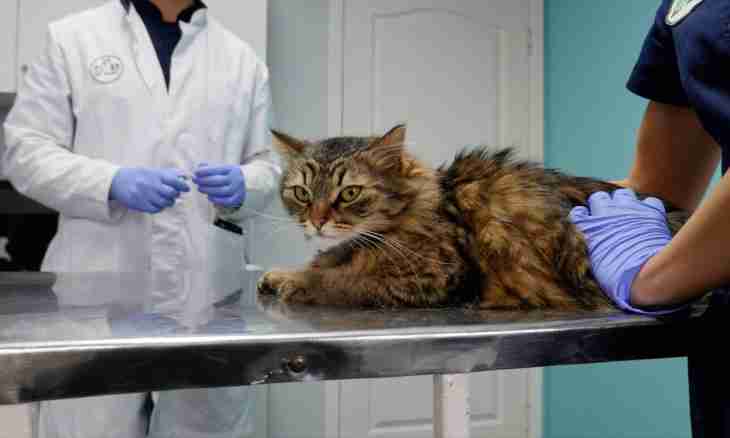 As the behavior of cats after castration changes