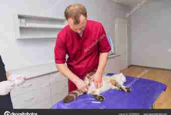 Whether it is necessary to castrate a polecat