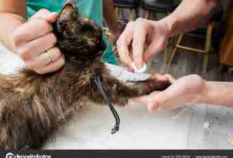 As cats after castration behave