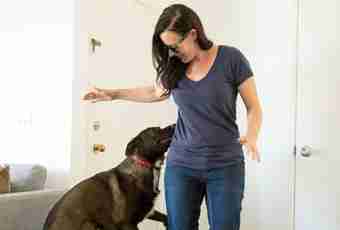 As the behavior at pregnant dogs changes
