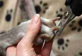As it is correct to cut nails at dogs