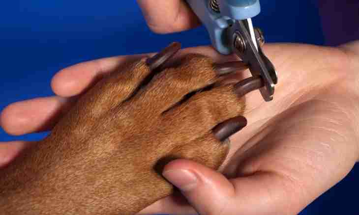 How to cut off nails to a dog