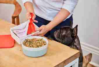 How to accustom a dog to a dry feed