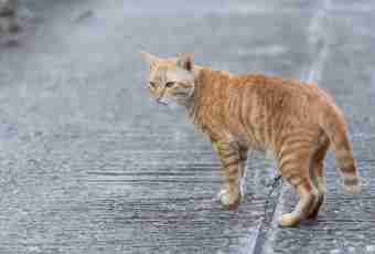 What to do if the cat walks