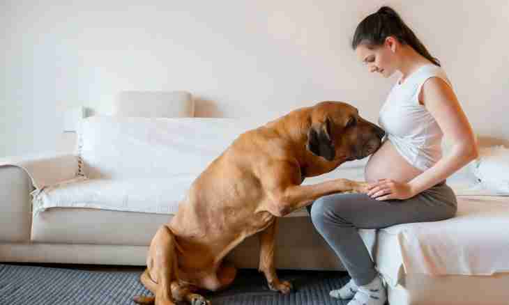 How to understand that the dog is pregnant