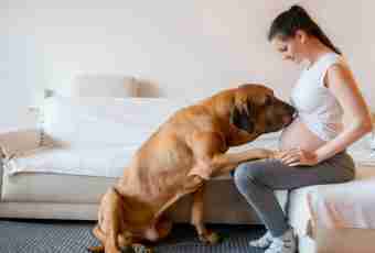 How to understand that the dog is pregnant
