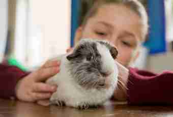 How to look after a guinea pig