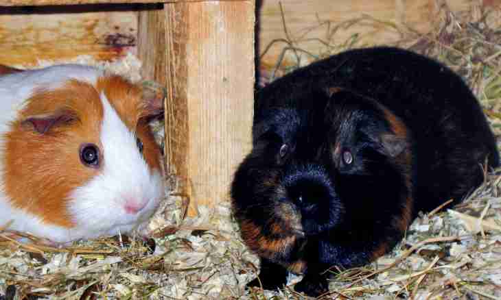 Guinea pigs: leaving and maintenance