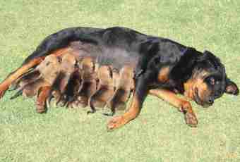 Why at a dog there occurs false pregnancy