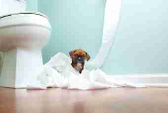 How to accustom a dog to go to a toilet