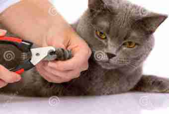 How independently to cut to a cat claws