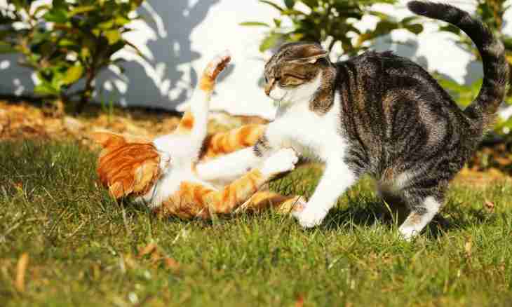 How to reconcile two cats