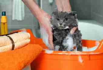 How to wash a cat in a bathtub
