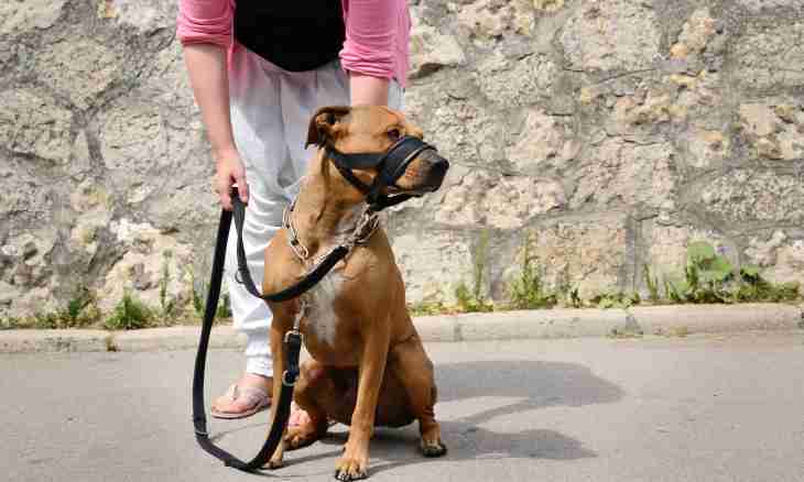 Why the strict collar for dogs is necessary